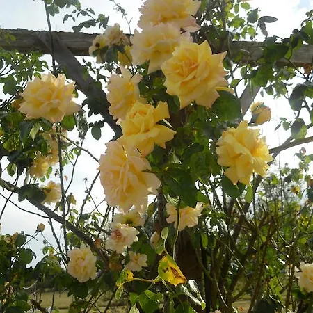 Logis Du Patis Roux 3* Nort-sur-Erdre (Loire-Atlantique)