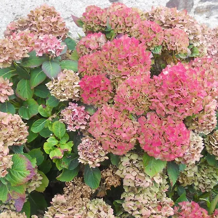 Bed & Breakfast Logis Du Patis Roux