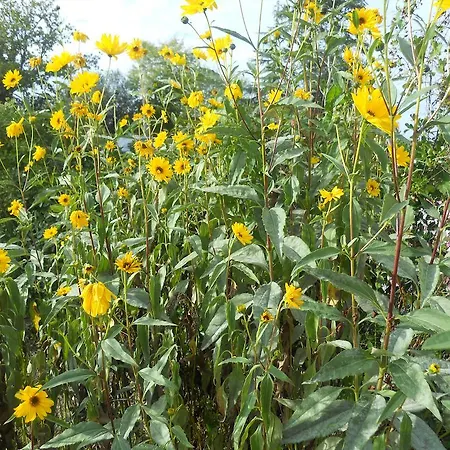 Logis Du Patis Roux Bed & Breakfast Nort-sur-Erdre (Loire-Atlantique)