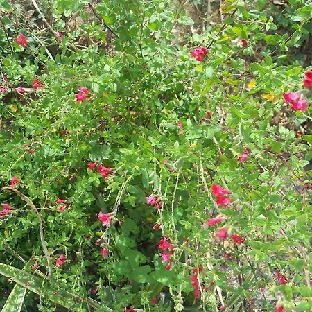 Logis Du Patis Roux Bed & Breakfast