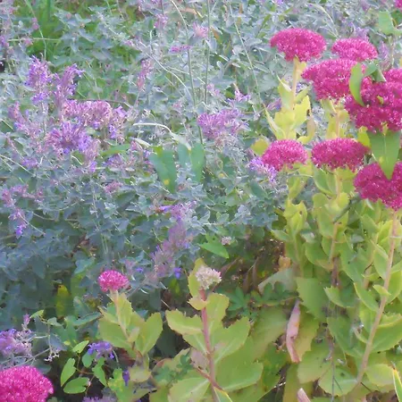 Bed & Breakfast Logis Du Patis Roux 3*