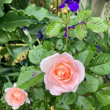 Bed & Breakfast Logis Du Patis Roux